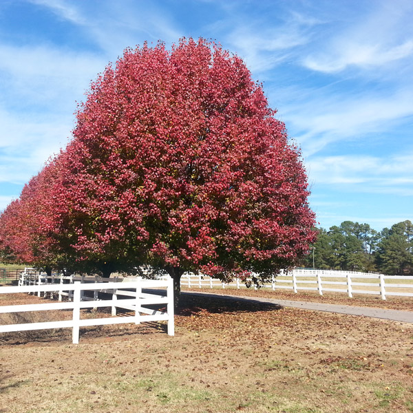 PVC fence around large tree